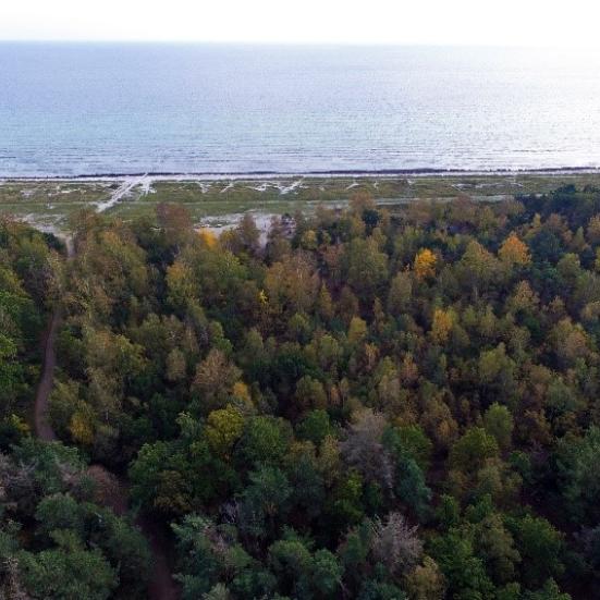 Luftfoto med skov og træer i forgrunden, og Køge Bugt i baggrunden.