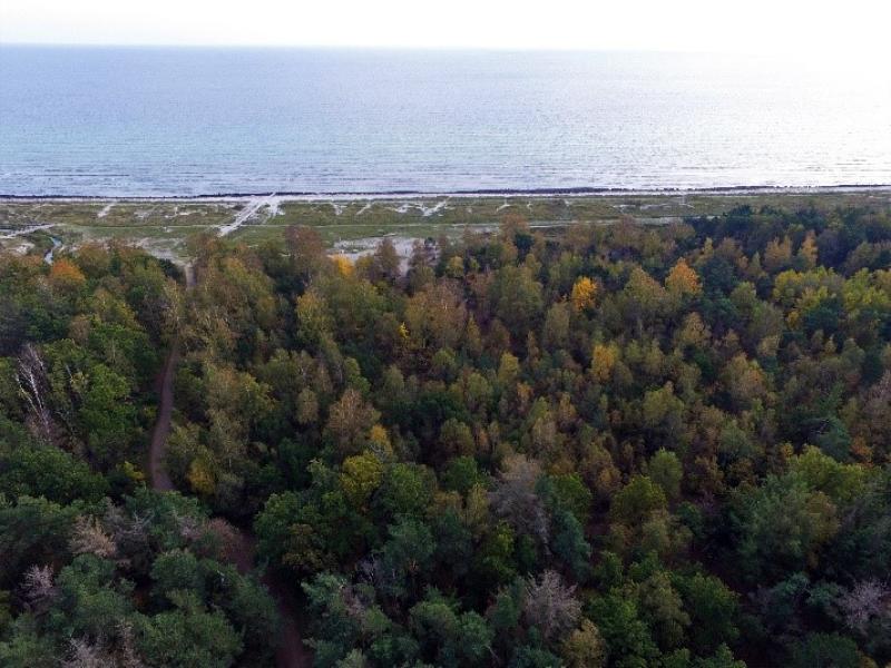 Luftfoto med skov og træer i forgrunden, og Køge Bugt i baggrunden.