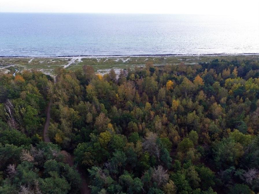 Luftfoto med skov og træer i forgrunden, og Køge Bugt i baggrunden.