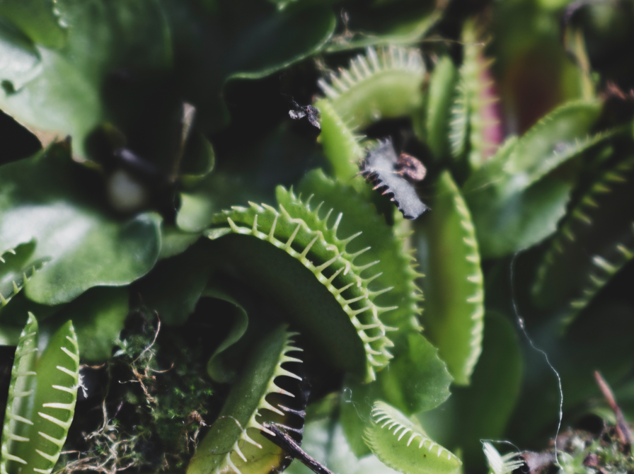 En flue kravler rundt på grønne kødædende planter