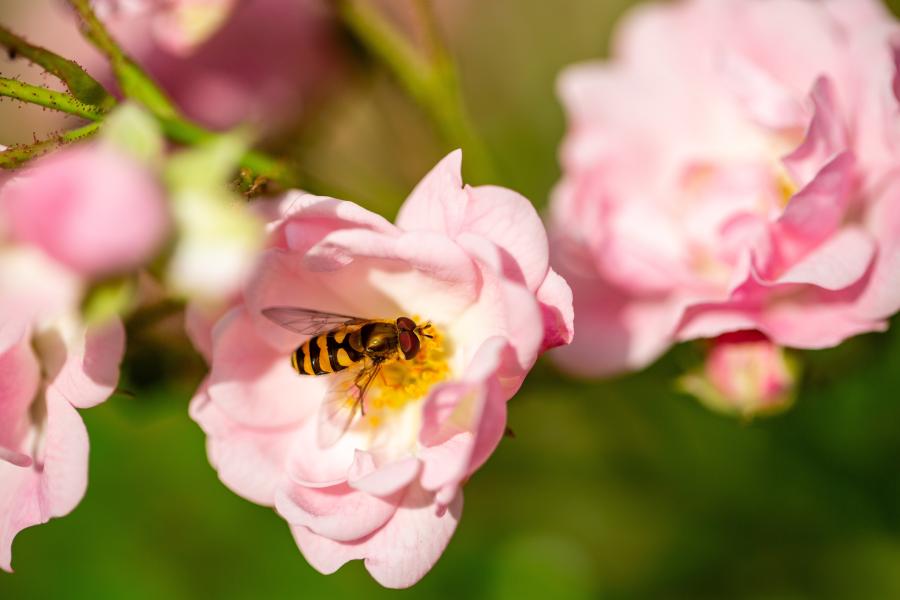 Bi i lyserød blomst.